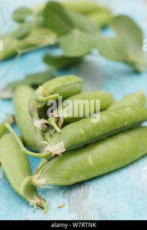 Pisum sativum 'Vorwärts'. Frisch gepflückte 'Vorwärts' marrowfat Erbsen in Hülsen für Beschuss im Juli bereit. Großbritannien Stockfoto