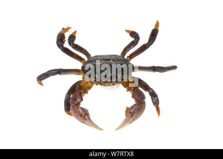 Lila Shore Crab (Hemigrapsus () Meadowdale Strand, Puget Sound, Snomish County, Washington, Juni, meetyourneighbors.net Projekt Stockfoto