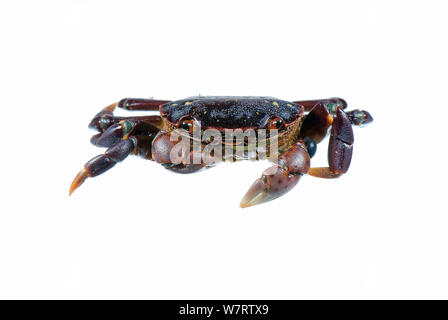 Lila Shore Crab (Hemigrapsus () Meadowdale Strand, Puget Sound, Snomish County, Washington, Juni, meetyourneighbors.net Projekt Stockfoto