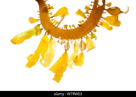 Feder Boa Kelp (Egregia menziesii), Malibu, Kalifornien, USA, Februar, meetyourneighbors.net Projekt Stockfoto