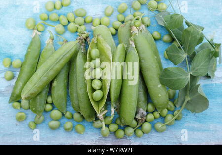 Pisum sativum 'Vorwärts'. Frisch gepflückte 'Vorwärts' marrowfat Erbsen in Hülsen für Beschuss im Juli bereit. Großbritannien Stockfoto