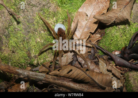 Wolf Spider (unbekannter) Weibchen mit Ei sac. Costa Rica Stockfoto