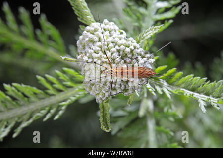 Tiger (Cranefly Nephrotoma flavescens) weiblich. Surrey, England Stockfoto