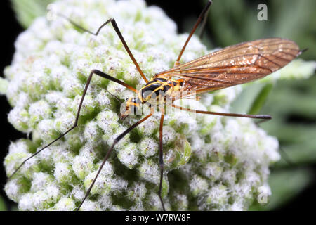 Tiger (Cranefly Nephrotoma haltere flavescens) angezeigt. Surrey, England Stockfoto