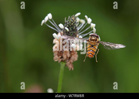 Marmalade Hoverfly (Episyrphus balteatus) Aussteigen auf wegerich (Plantago sp) Surrey, England, Juli Stockfoto