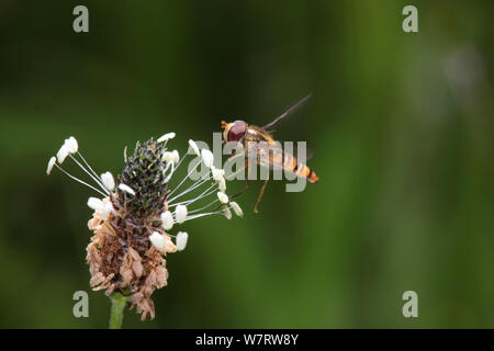 Marmalade Hoverfly (Episyrphus balteatus) Landung auf wegerich (Plantago sp) Surrey, England, Juli Stockfoto