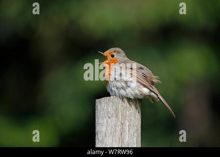 Europäische Robin (Erithacus Rubecula) Gesang während Sonnen. Surrey, England, Juni Stockfoto