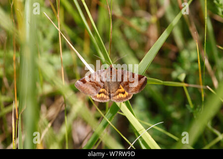 Burnett Begleiter Motte (Euclidia glyphica) auf Gras, Frankreich, Juli Stockfoto