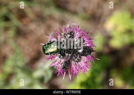 Käfer Käfer einschließlich Rose Käfer (Cetonia aurata) und gepunktete Frucht Käfer (Cyrtothyrea Marginalis) Fütterung auf flockenblume Blume. Kroatien Stockfoto