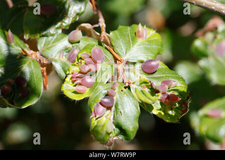 Buche Tasche Gall Midge (Mikiola fagi) Galle aus Buche (Fagus sp.) Kroatien, Juni, Stockfoto