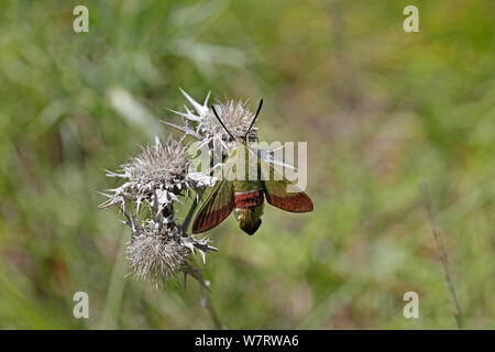 Olivenöl Biene Tabakschwärmer (Hemaris croatica) auf toten Thistle, Kroatien, Juni Stockfoto