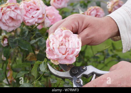 Rosa 'Silver Jubilee'. Kupplungsdrucköl verblasst Rosen mit gartenschere im Sommer. Großbritannien Stockfoto