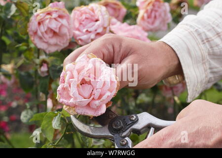 Rosa 'Silver Jubilee'. Kupplungsdrucköl verblasst Rosen mit gartenschere im Sommer. Großbritannien Stockfoto