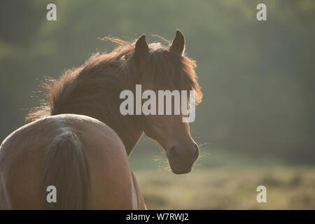 Porträt eines New Forest Stute, im New Forest National Park, Hampshire, England, Juli 2013. Stockfoto