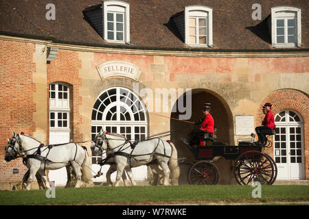 Die drivingr (in Schwarz) und Bräutigam (in Rot) von der Haras du Pin, Frankreich die älteste National Stud, fahren vier Percheron Pferde, genutzt, um einen Bruch, im Cour d'honneur, Le Pin-au-Haras, Calvados, Basse-Normandie, Frankreich. Juli 2013 Stockfoto