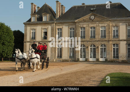 Die drivingr (in Schwarz) und Bräutigam (in Rot) von der Haras du Pin, Frankreich die älteste National Stud, fahren zwei Percheron Pferde, genutzt, um einen Bruch, im Cour d'honneur, Le Pin-au-Haras, Calvados, Basse-Normandie, Frankreich. Juli 2013 Stockfoto