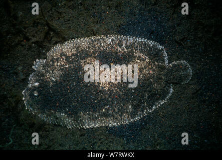 Peacock Flunder (Bothus lunatus) auf dem Meeresboden der Lembeh Strait, Celebes Meer, Sulawesi, Indonesien. Stockfoto