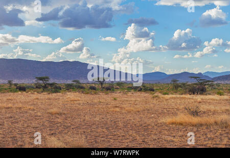 Samburu finden Landschaft mit Elefanten Herde unter dem Dach Akazien und riesigen blauen afrikanischen Himmel und die Berge in der Ferne. Samburu National Reserve Stockfoto