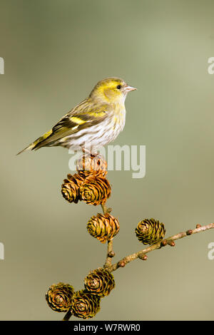 Siskin (Carduelis spinus) erwachsenen Weibchen auf der Lärche Kegel, Lancashire, Engalnd, Großbritannien thront. März. Stockfoto