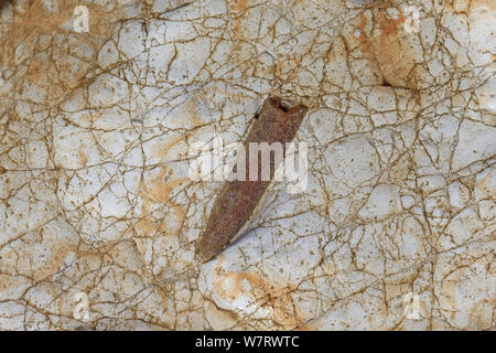 Belemnite Podium fossil, Sheringham, UK, April 2013 Stockfoto