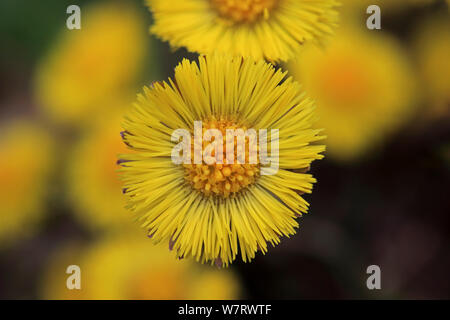 Huflattich (Tussilago farfara) in Blüte, Norwich, Norfolk UK, GB April Stockfoto