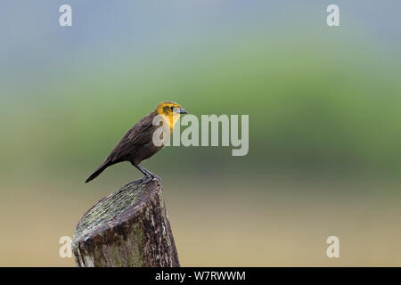 Gelb - hooded Blackbird (Agelaius icterocephalus) Profil, Trinidad, Trinidad und Tobago, April Stockfoto