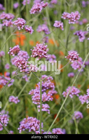 Verbena bonariensis in einem Garten Grenze gegen orange Crocosmia 'Golden Ballerina'. VEREINIGTES KÖNIGREICH Stockfoto