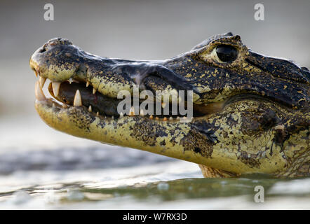 Brillentragende Kaiman (Caiman Crocodilus) ernähren sich von Fischen, Pantanal, Brasilien. Stockfoto