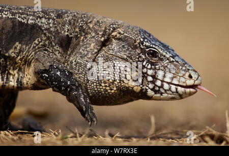 Argentinischen Schwarz und Weiß Tegu Lizard (Tupinambis merianae) Pantanal, Brasilien, Südamerika. Stockfoto