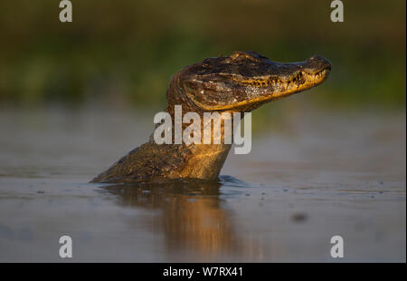 Spectacled Kaimane (Caiman crocodilus) in Dominanz Display, Pantanal, Brasilien. Stockfoto