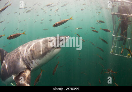 Great White Shark (Carcharodon carcharias) Untersuchung von Cage Diver, Seal Island, False Bay, Südafrika. Stockfoto