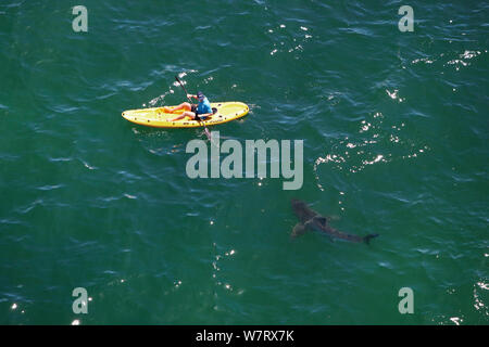 Great White Shark (Carcharodon carcharias) untersucht, Kayaker, Mossel Bay, Südafrika. Stockfoto