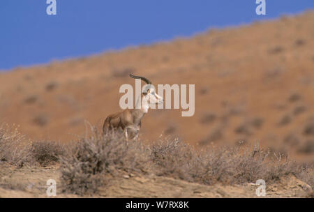 Männliche Goitreed Gazelle (Gazella subgutturosa), Badkhyz Reservat, Turkmenistan. Gefährdete Arten. Stockfoto