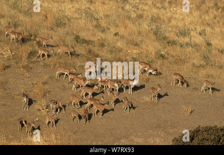 Transkaspischen urial (Ovis orientalis arkal), Badkhyz Reservat, Turkmenistan Stockfoto