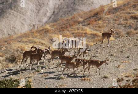 Transkaspischen urial (Ovis orientalis arkal), Badkhyz Reservat, Turkmenistan Stockfoto