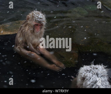 Japanischen Makaken (Macaca fuscata) Jugendliche auf Fels in Hot Springs, Jigokudani, Japan sitzen. Stockfoto