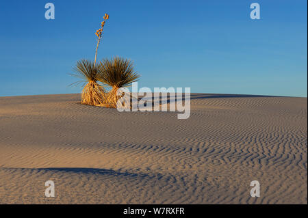 Soaptree Yucca (Yucca elata) Blühende auf Gips Düne, White Sands National Monument, Chihuahuan Wüste, New Mexico, USA, Dezember 2012. Stockfoto