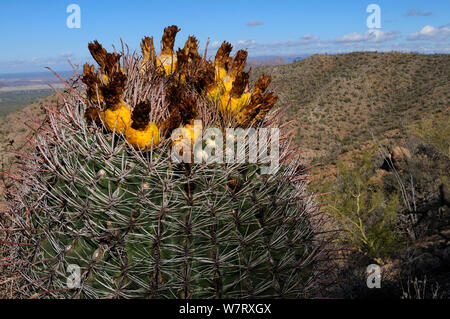 Angelhaken barrel Kaktus (Ferocactus wislizenii) Saguaro National Park, Arizona, USA, Dezember 2012. Stockfoto