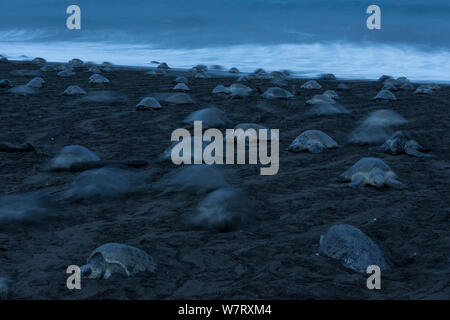 Olive Ridley Seeschildkröten (Lepidochelys olivacea) Weibchen an Land in der Dämmerung kommen während einer arribada (Masse nesting Ereignis), Eier zu legen, Pazifikküste, Ostional, Costa Rica. Stockfoto
