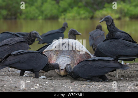 Schwarze Geier (Coragyps atratus) Fütterung auf dead Olive Ridley Sea turtle (Lepidochelys olivacea) starb während eines arribada (Masse nesting Ereignis) Pacific Coast, Ostional, Costa Rica. Stockfoto