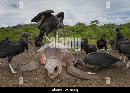 Schwarze Geier (Coragyps atratus) Fütterung auf dead Olive Ridley Sea turtle (Lepidochelys olivacea) starb während eines arribada (Masse nesting Ereignis) Pacific Coast, Ostional, Costa Rica. Stockfoto