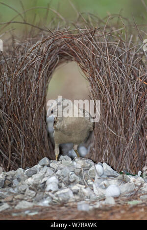 Große bowerbird (Chlamydera nuchalis) männlich in umwerben Bower, Katherine Gorge National Park, Australien. Stockfoto