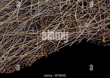 Bower der Vogelkop bowerbird (Amblyornis inornatus) Detail Dach von Sticks gebaut, Arfak Berge, West Papua, Indonesien. Stockfoto