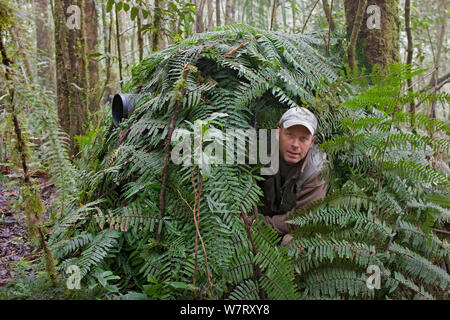 Naturfotograf Ingo Arndt, die Bilder von Bowerbirds von Verbergen, Arfak Berge, West Papua, Indonesien, Oktober 2011. Stockfoto