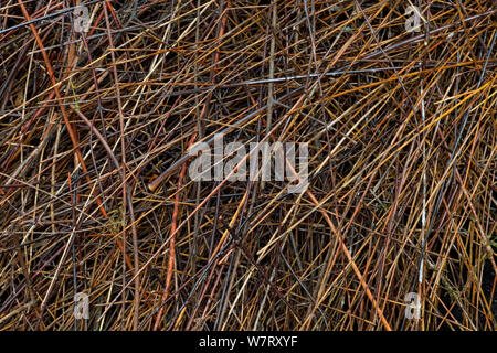 Bower der Vogelkop bowerbird (Amblyornis inornatus) Detail der Dach der Laube von Sticks gebaut, Arfak Berge, West Papua, Indonesien. Stockfoto