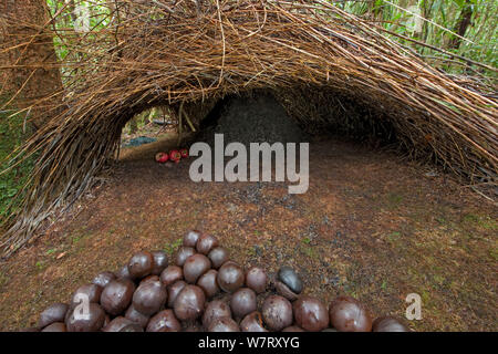 Bower der Vogelkop bowerbird (Amblyornis inornatus) Eingang des Bower, dekoriert mit roten Früchten und Eicheln, Arfak Berge, West Papua, Indonesien. Stockfoto