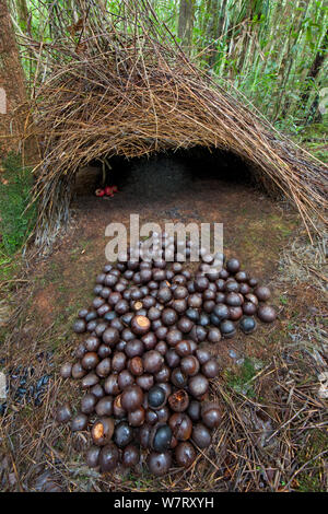 Bower der Vogelkop bowerbird (Amblyornis inornatus) Eingang des Bower, dekoriert mit roten Früchten und Eicheln, Arfak Berge, West Papua, Indonesien. Stockfoto