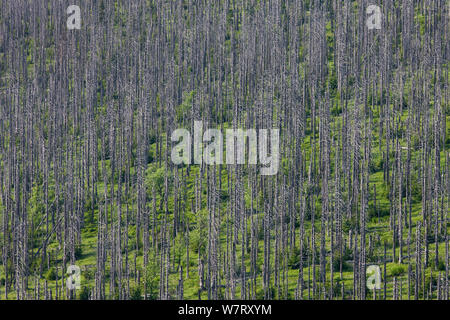 Tote Fichten (Picea abies) in Borkenkäfer (Scolytinae) betroffenen Bereich auf Bergrücken, Nationalpark Bayerischer Wald, Deutschland, Juni 2011. Stockfoto