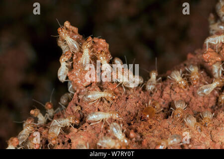 Termite (Macrotermes bellicosus) Arbeiter bauen Nest, Afrika. Stockfoto