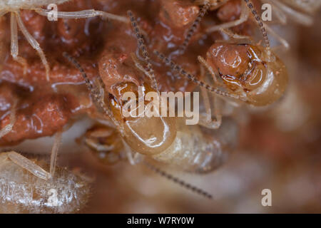 Termite (Macrotermes bellicosus) Arbeiter bauen Nest, Afrika. Stockfoto